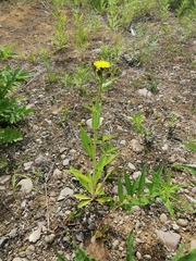 Picris japonica