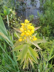 Lysimachia vulgaris
