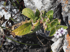 Teedia pubescens
