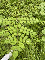 Aralia elata