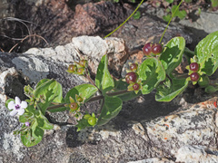 Teedia pubescens