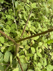 Aralia elata