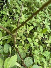 Aralia elata