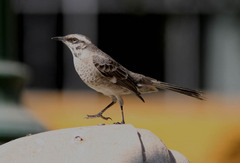 Mimus longicaudatus