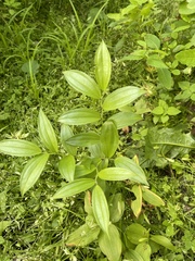 Disporum viridescens