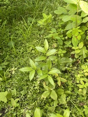 Disporum viridescens
