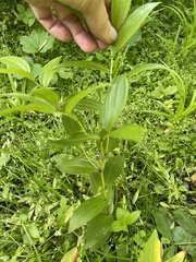 Disporum viridescens