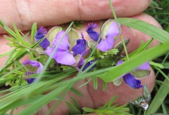 Polygala rehmannii