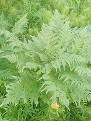 Pteridium pinetorum