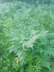 Pteridium pinetorum