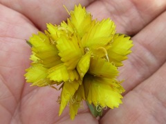 Cyperus sphaerocephalus