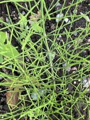 Equisetum arvense