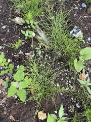 Equisetum arvense