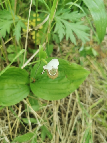 Image of Cypripedium yatabeanum by (c) Валерия Ковалева, some rights reserved (CC BY)