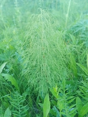 Equisetum sylvaticum