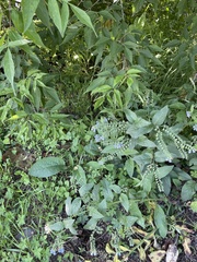 Symphytum caucasicum