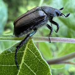 Strigoderma arbicola