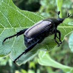 Strigoderma arbicola