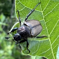 Strigoderma arbicola