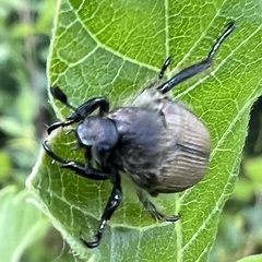 Strigoderma arbicola