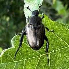 Strigoderma arbicola