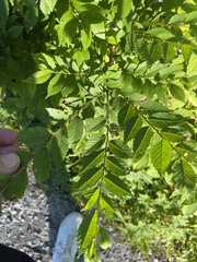 Ulmus pumila
