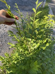 Ulmus pumila