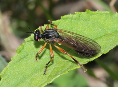 Dioctria cothurnata