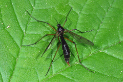 Ptychoptera minuta