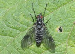 Ibisia marginata