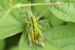 Micropodisma salamandra