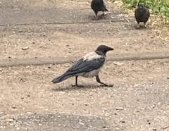 Corvus cornix