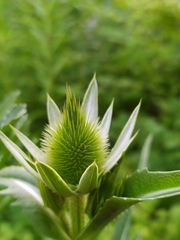 Dipsacus laciniatus