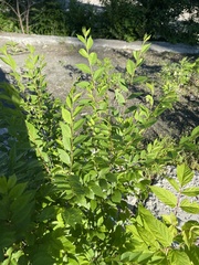 Ulmus pumila