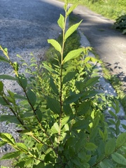 Ulmus pumila