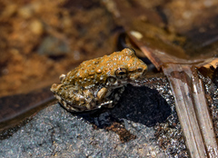 Litoria meiriana