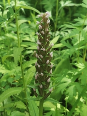 Galearis camtschatica