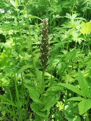 Galearis camtschatica