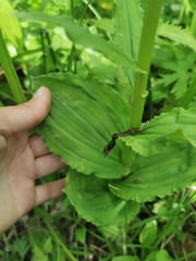 Galearis camtschatica