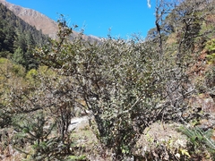 Cotoneaster sanguineus
