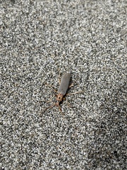 Copidita quadrimaculata