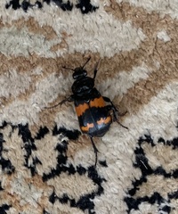 Nicrophorus investigator