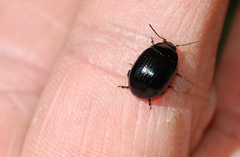 Chrysolina oricalcia