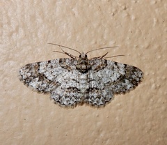Myrioblephara