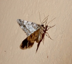 Myrioblephara