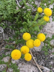 Oncosiphon suffruticosus