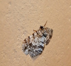 Myrioblephara