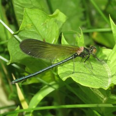 Calopteryx aequabilis