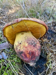 Boletus barragensis