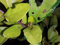 Walterianella venustula